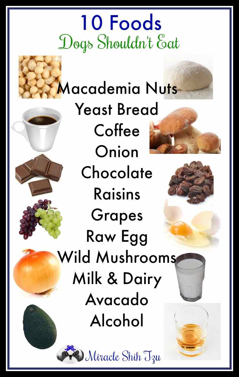 Foods Dogs Should Not Eat Chart