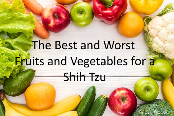 what foods are bad for shih tzus