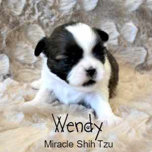 Four Week old Shih Tzu Puppy