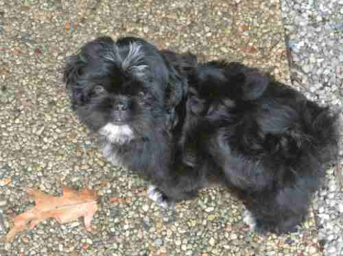 Black Shih Tzu puppy looking at the camera Black Shih Tzu puppy looking at the camera