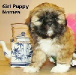 Girl Puppy Names Link