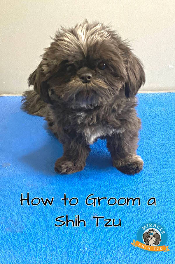 How to groom Shih Tzu at home?