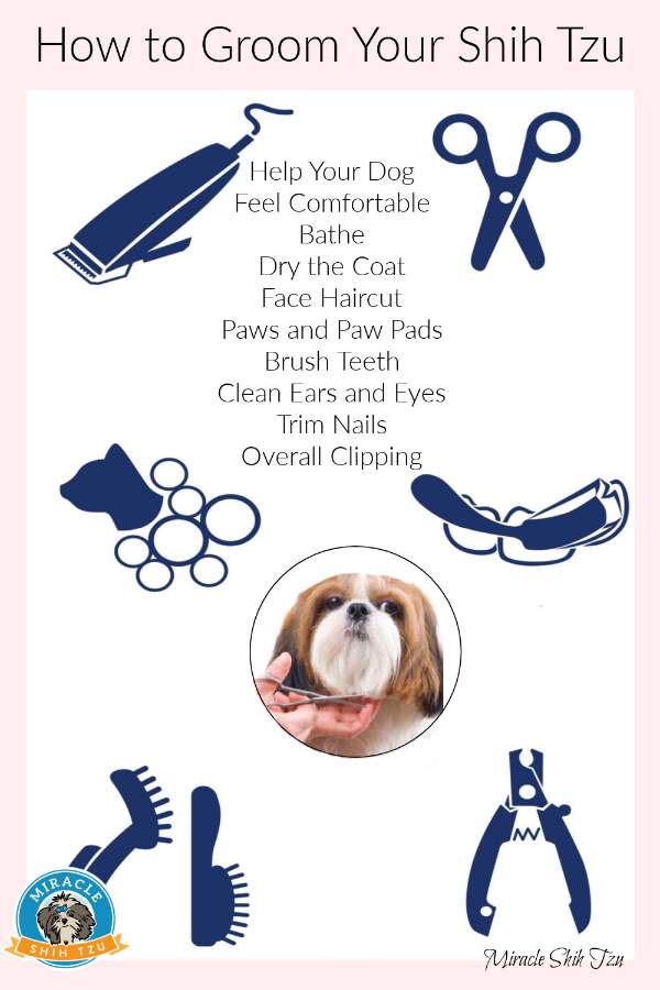 Grooming my shih best sale tzu