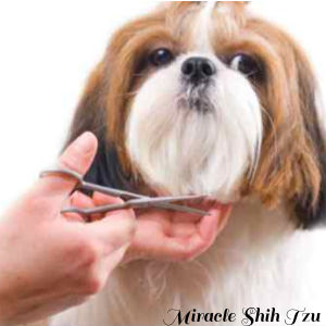 Grooming the Shih Tzu
