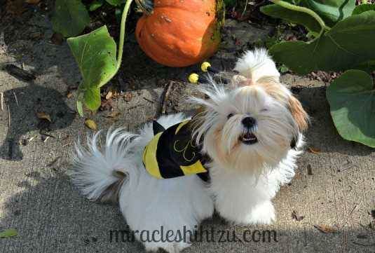 Dog Costumes for Your Shih Tzu