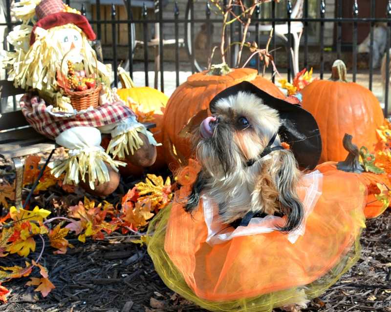 Shih Tzu dressed as a witch Shih Tzu dressed as a witch