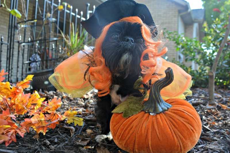 Shih Tzu dressed as a witch Shih Tzu dressed as a witch
