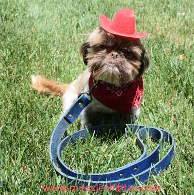 Best collar for shih tzu shop