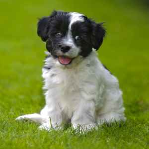 Havanese Adult sitting in the grass