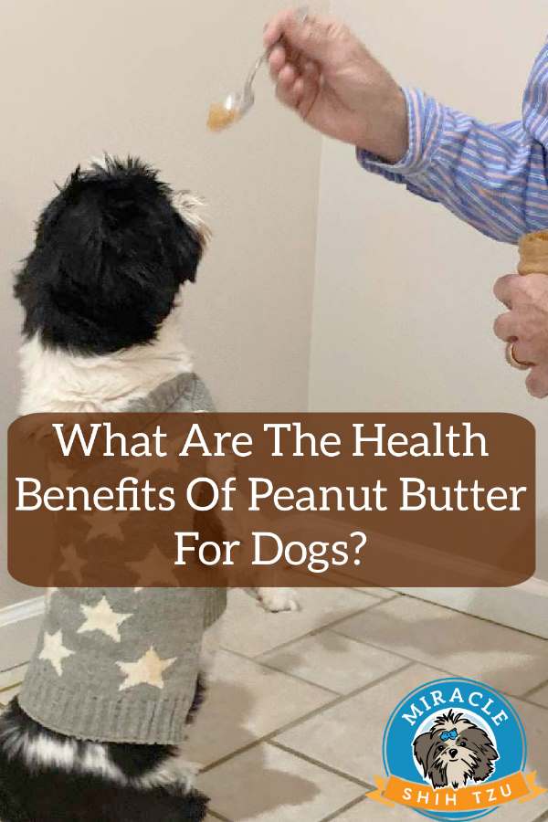 Peanut Butter: Know the Benefits and Risks for Dogs