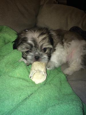shih tzu personality change my shih tzu color changes shih tzu personality change my shih tzu color changes