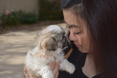 Shih Tzu Homecoming Your Guide to Bringing Home a New Shih Tzu