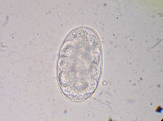 microscopic hook worm egg