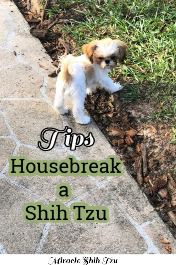House Train A Shih Tzu Techniques For Potty Training Successfully