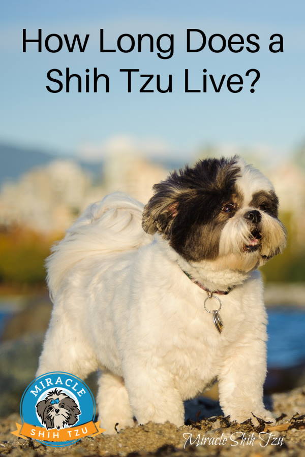 How Long Does a Shih Tzu Live? 8 Factors to Consider