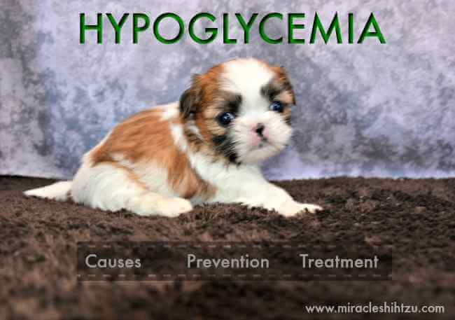 low blood sugar in small dogs