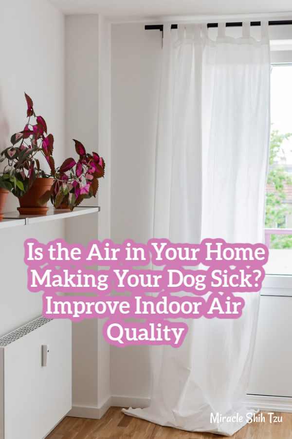 How to Improve the Air Quality in Your Home to keep both you and your dog healthier.