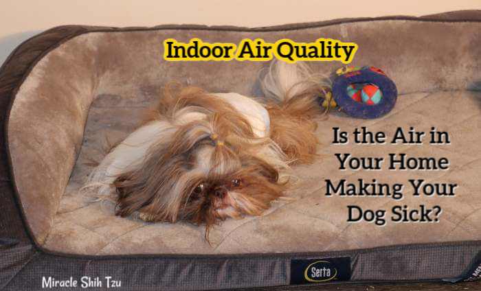 An adult Shih Tzu is sleeping on his bed