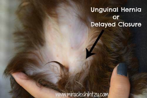 The Inguinal Hernia in Shih Tzu Dogs