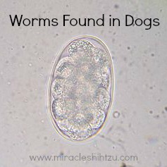 Worms found in Dogs