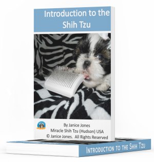 Train Your Dog to Stay Home Alone - Miracle Shih Tzu