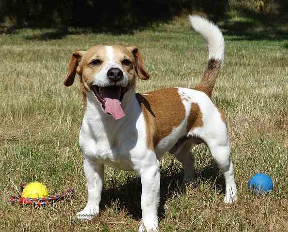 Jack Russel terrier in a grassy field with an assortment of balls