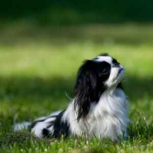 Japanese Chin