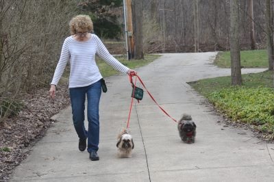 How to Train Shih Tzu to Walk on Leash?