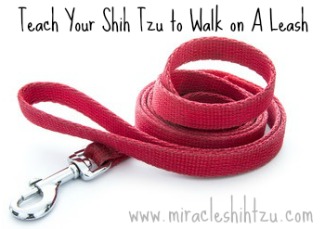 how to leash train my puppy