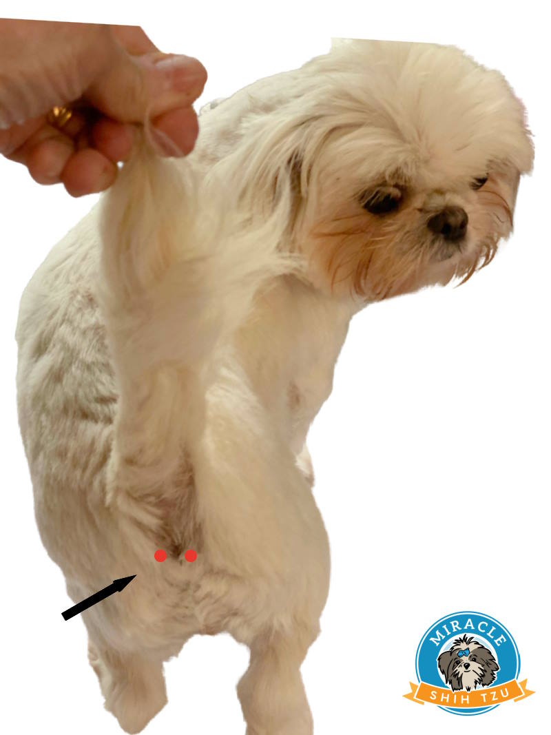 Shih Tzu Anal Glands: What You Need to Know