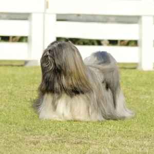 Lhasa Apso