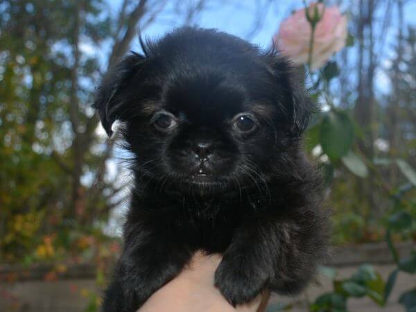Black Shih Tzu Puppy Black Shih Tzu Puppy