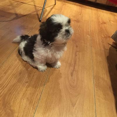 Little Black Brown And White Shih Tzu Girl