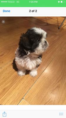 Picture Two of my Shih Tzu Puppy