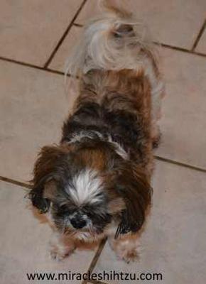 Copper at 6 years old