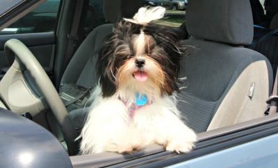 Living with a Shih Tzu Dog Living with a Shih Tzu Dog
