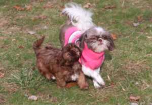 A mother and son Shih Tzu enjoying a romp in the yard.