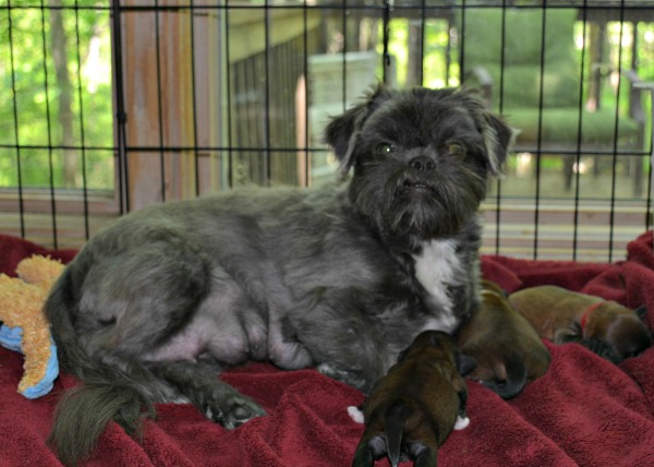 how can you tell if a shih tzu is pregnant