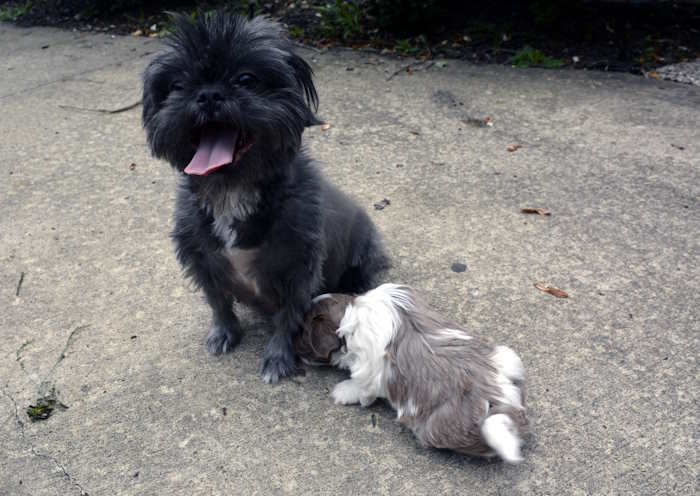 A Shih Tzu mom who is experiencing hair loss with her young puppy.