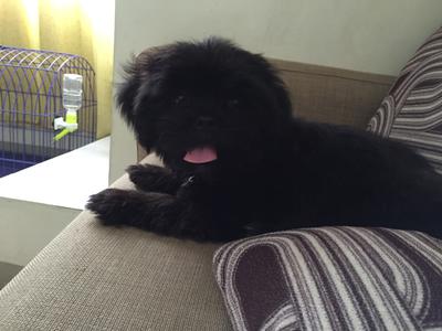 Dog shih tzu sales black