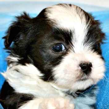 black white maltese