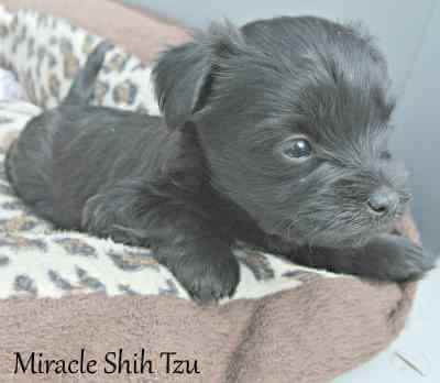 Black Maltese - Shih Tzu Hybrid Black Maltese - Shih Tzu Hybrid