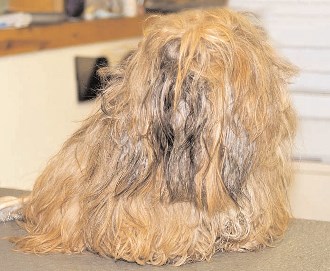 best way to cut matted dog hair