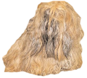 Shih Tzu Facts: Double Coated Breed