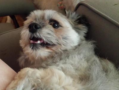 Mattie was a Rescue Dog