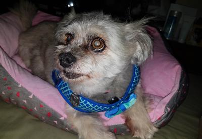 Mattie, the Shih Tzu in her bed