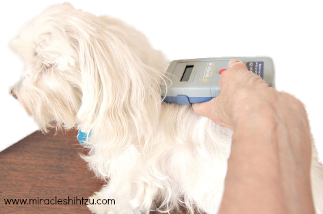 A person is holding a scanner used to detect a microchip in this Maltese dog.