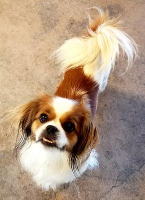 Minnie, the One in a Billion Dog!