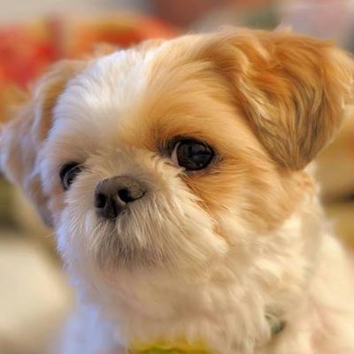 Miss Zoey B, Partial Prapso