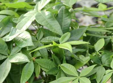 Money Tree (Pachira aquatica)